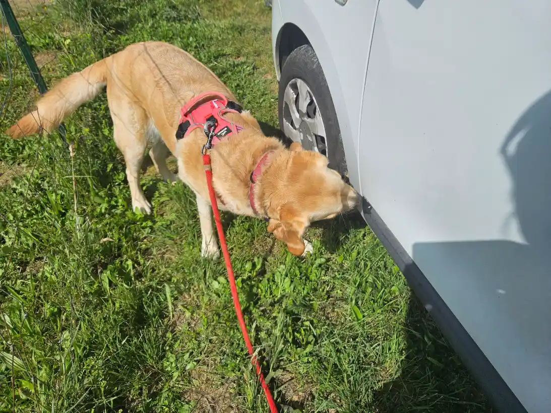 Ami Doggy Educateur Canin Montpellier Detection 13