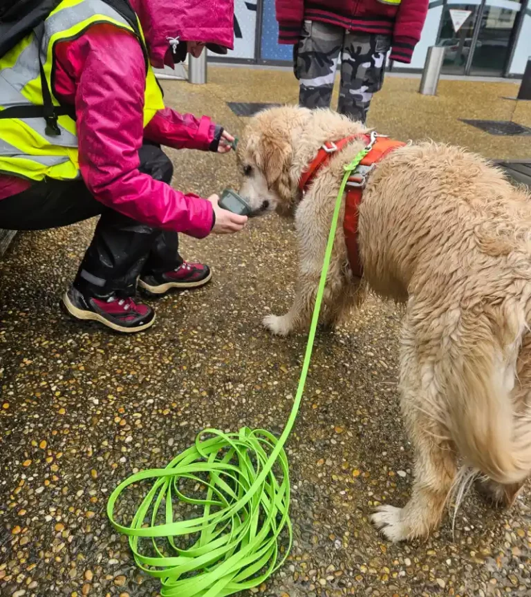 Ami Doggy Educateur Canin Montpellier Exercices De Flair