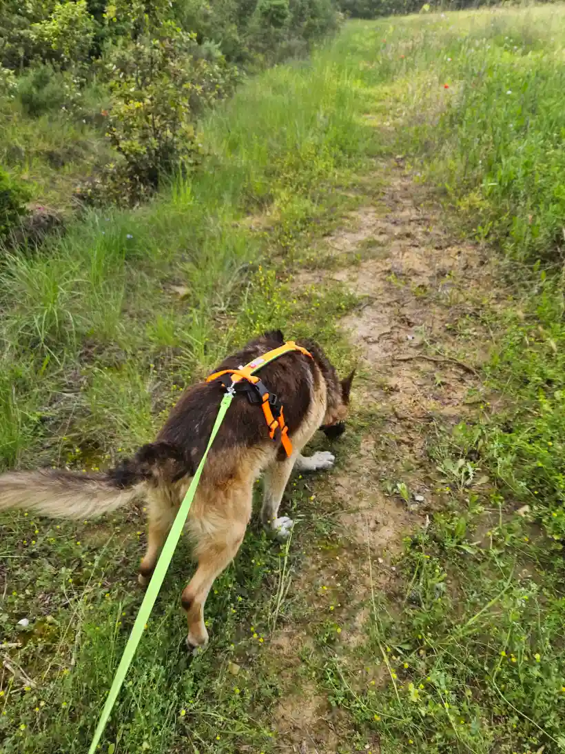 Ami Doggy Educateur Canin Montpellier Mantrailing 15