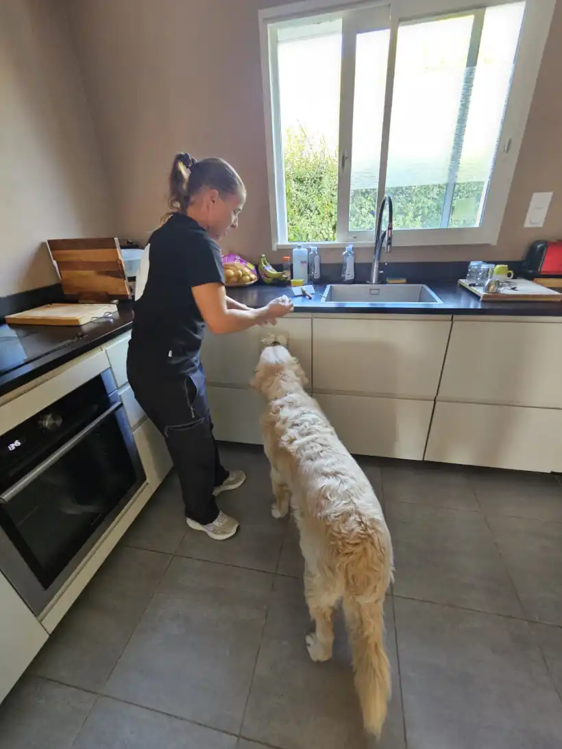 Ami Doggy Educateur Canin Montpellier Medical Training 3