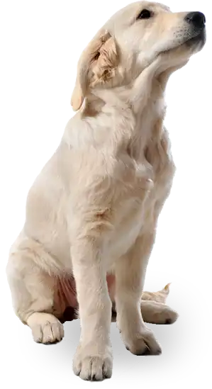 Ami Doggy Educateur Canin Montpellier Pourquoi Choisir Ami Doggy