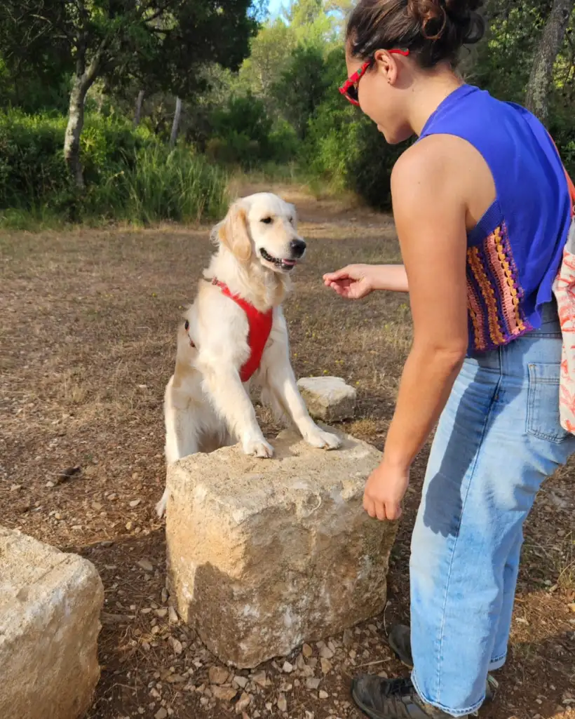 Ami Doggy Educateur Canin Montpellier Proprioception 1