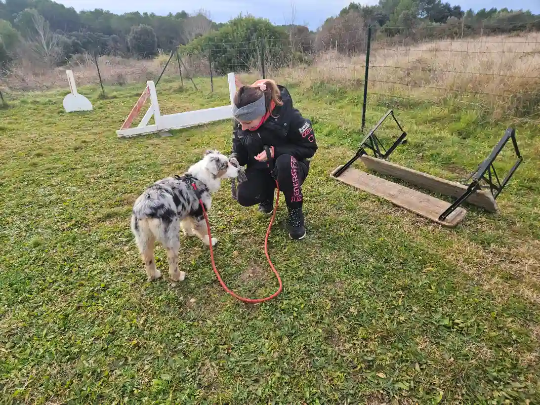 Ami Doggy Educateur Canin Montpellier Seances Individuelles 11