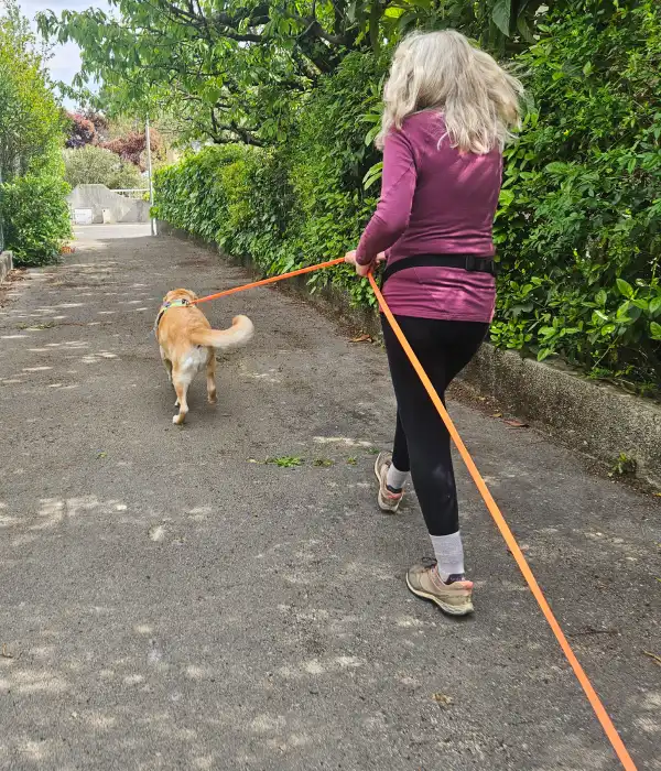 Ami Doggy Educateur Canin Montpellier Activites Flair