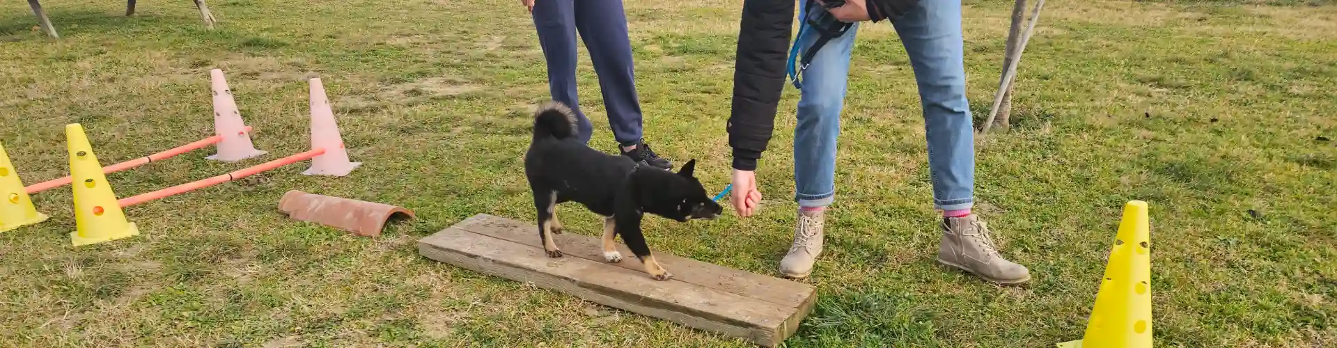 Éducateur canin à Nîmes 