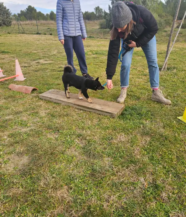 Ami Doggy Educateur Canin Montpellier Activites Ludique