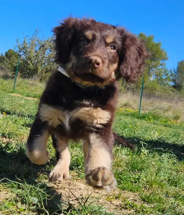 Ami Doggy Educateur Canin Montpellier Education