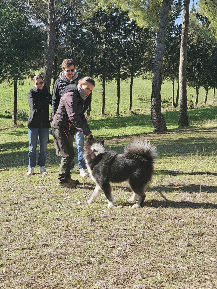 Ami Doggy Educateur Canin Montpellier IMG 20260301 WA0012 Ami Doggy Educateur Canin Montpellier IMG 20260301 WA0012