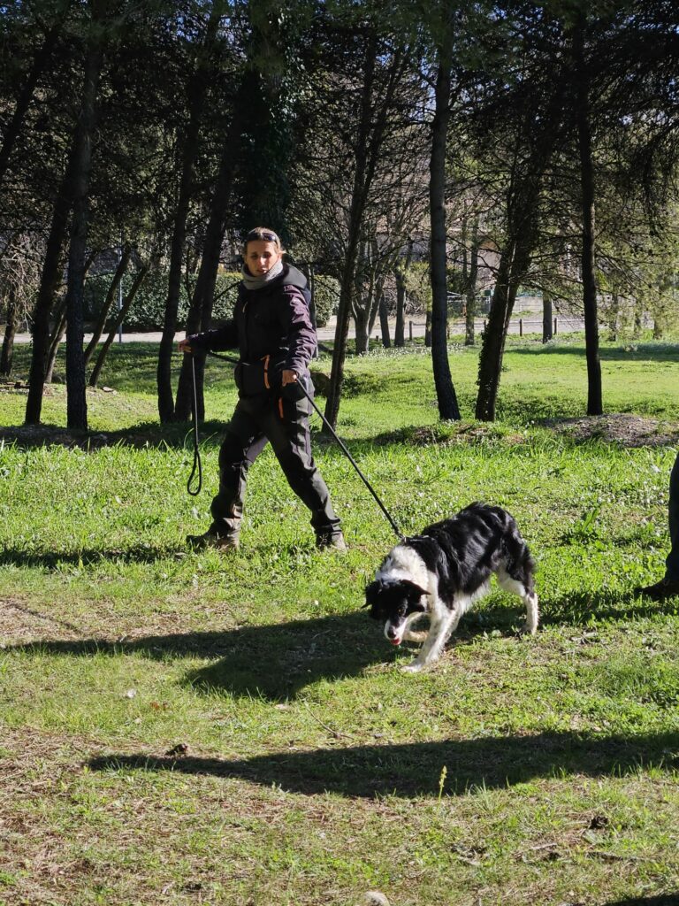 Ami Doggy Educateur Canin Montpellier IMG 20260301 WA0107
