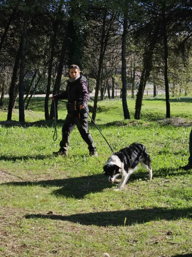 Ami Doggy Educateur Canin Montpellier Ms Ton Chien Tire En Laisse