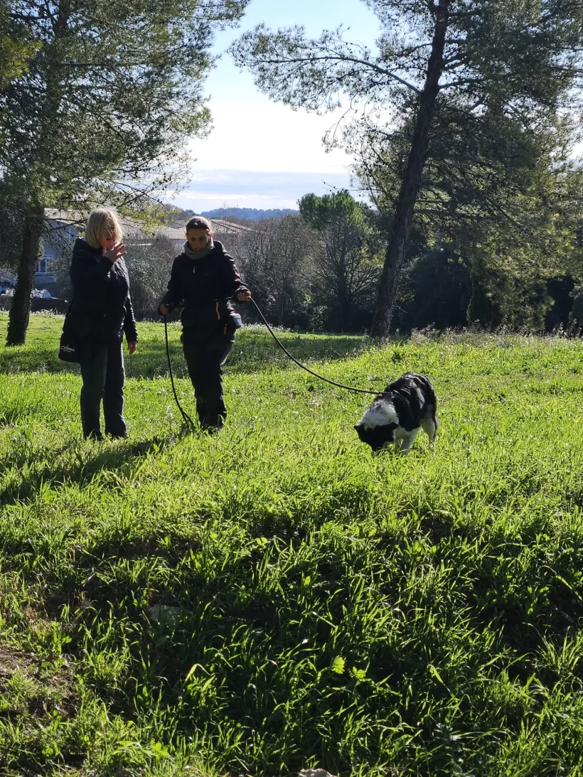 Ami Doggy Educateur Canin Montpellier Tonchienreagitauxautreschiensenlaisse2