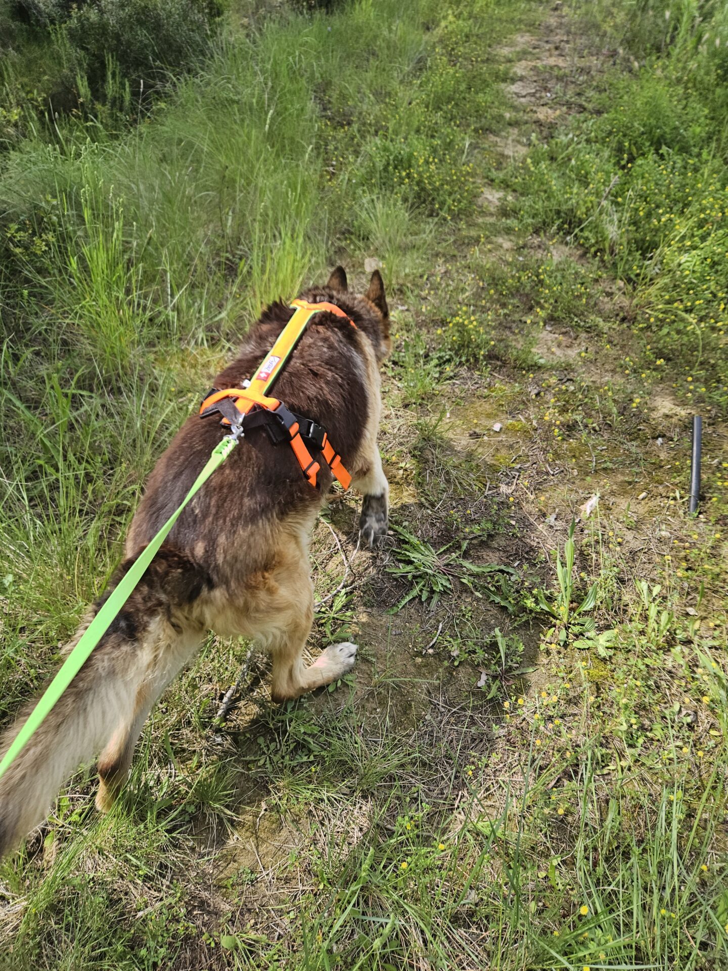 Ami Doggy Educateur Canin Montpellier 20240520 161017 Ami Doggy Educateur Canin Montpellier 20240520 161017