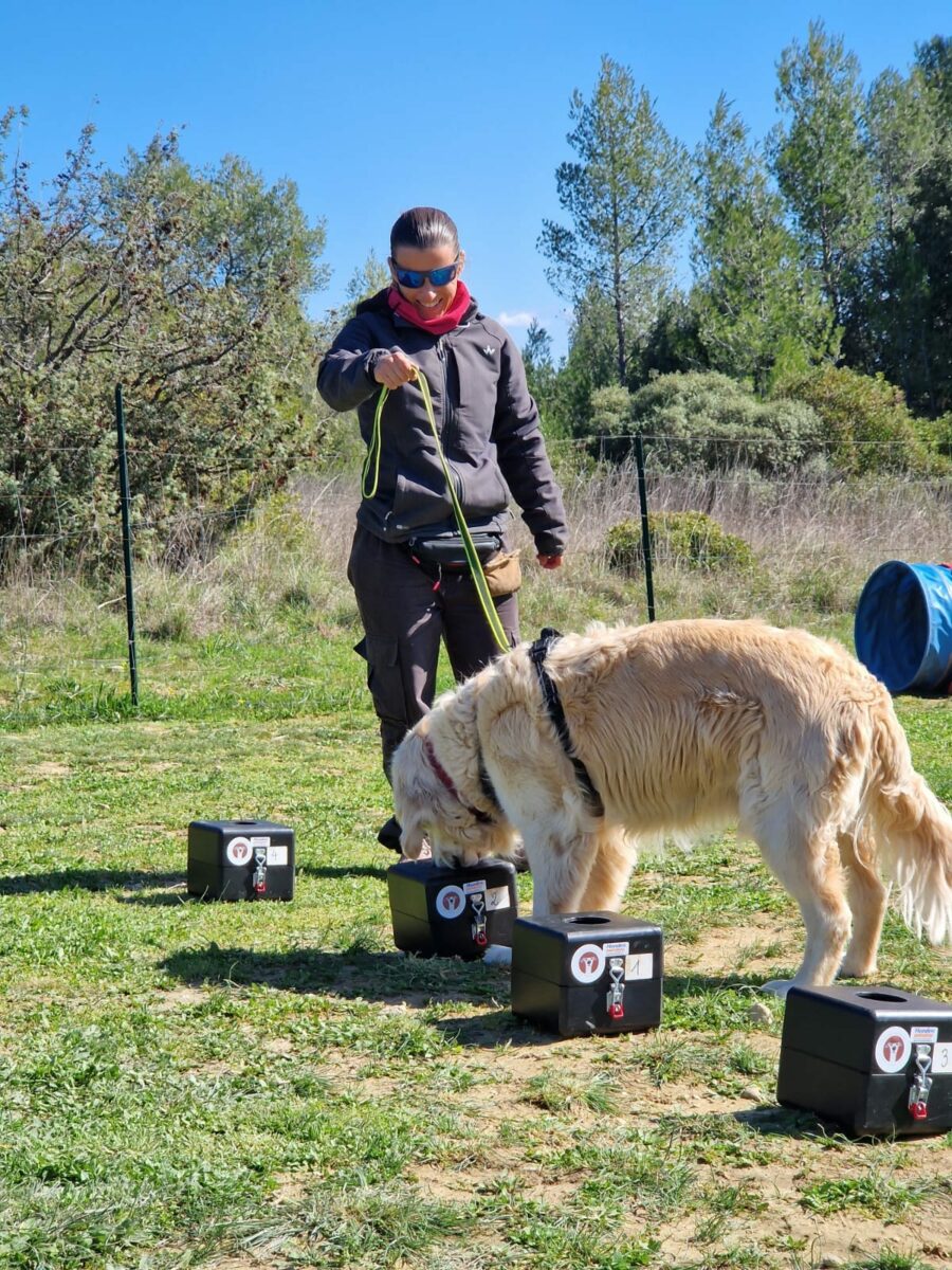 Ami Doggy Educateur Canin Montpellier 488522011 1066239915528077 7015392792893475597 N Ami Doggy Educateur Canin Montpellier 488522011 1066239915528077 7015392792893475597 N